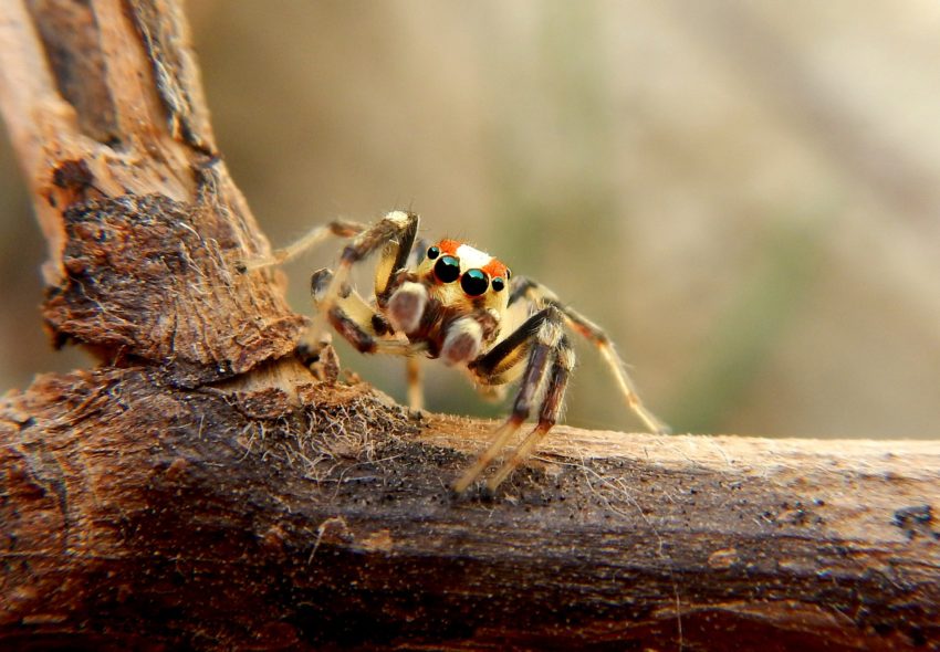 Names For Pet Spiders Besides Charlotte Pick A Pet Name