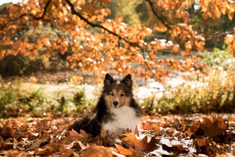 tree-names-for-dogs-pick-a-pet-name